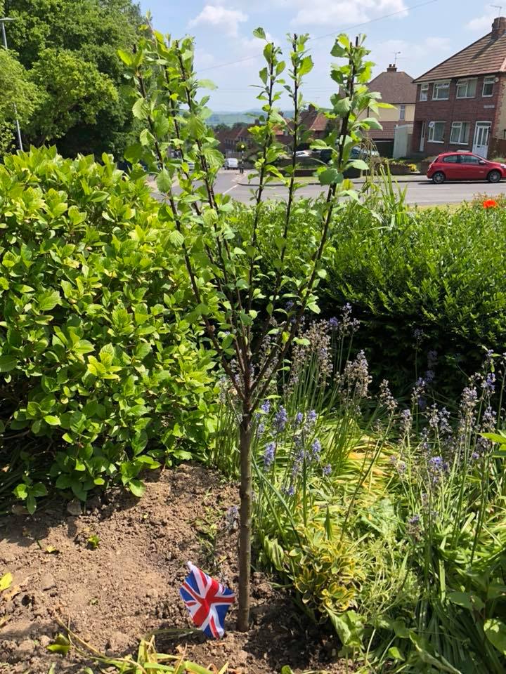 Tree planted in our garden