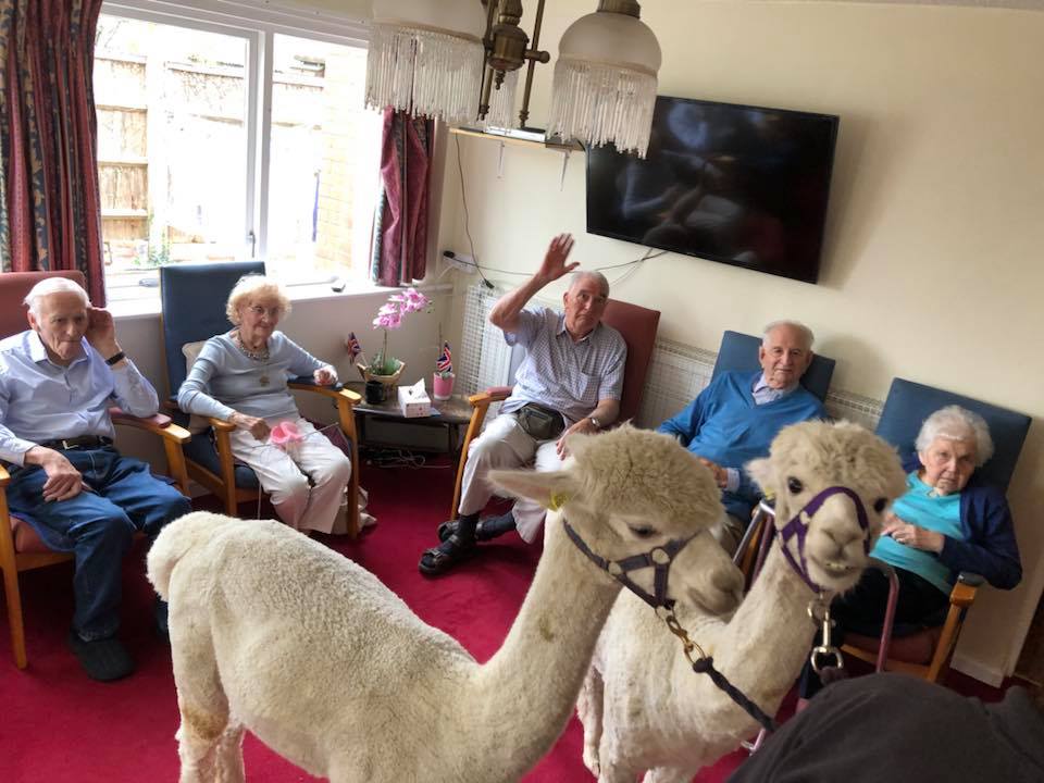 Alpacas in the care home